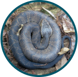 Water Moccasin - Coiled
