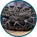 Eastern Diamondback - Coiled