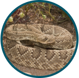 Mojave Rattlesnak Coiled