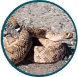 Western Diamondback - Coiled for Strike